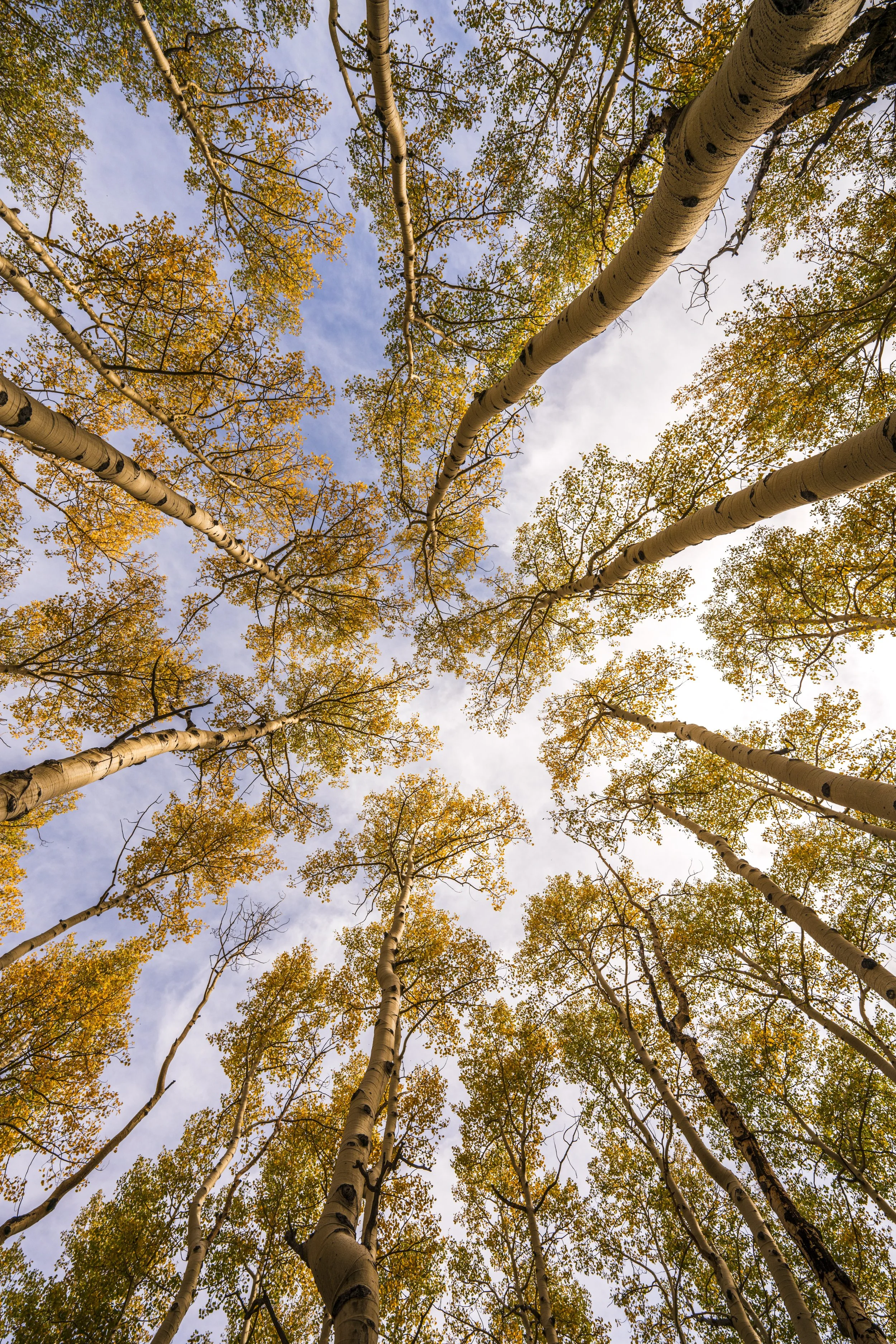 Fall Color Tour 2022 - Aspen Canopy
