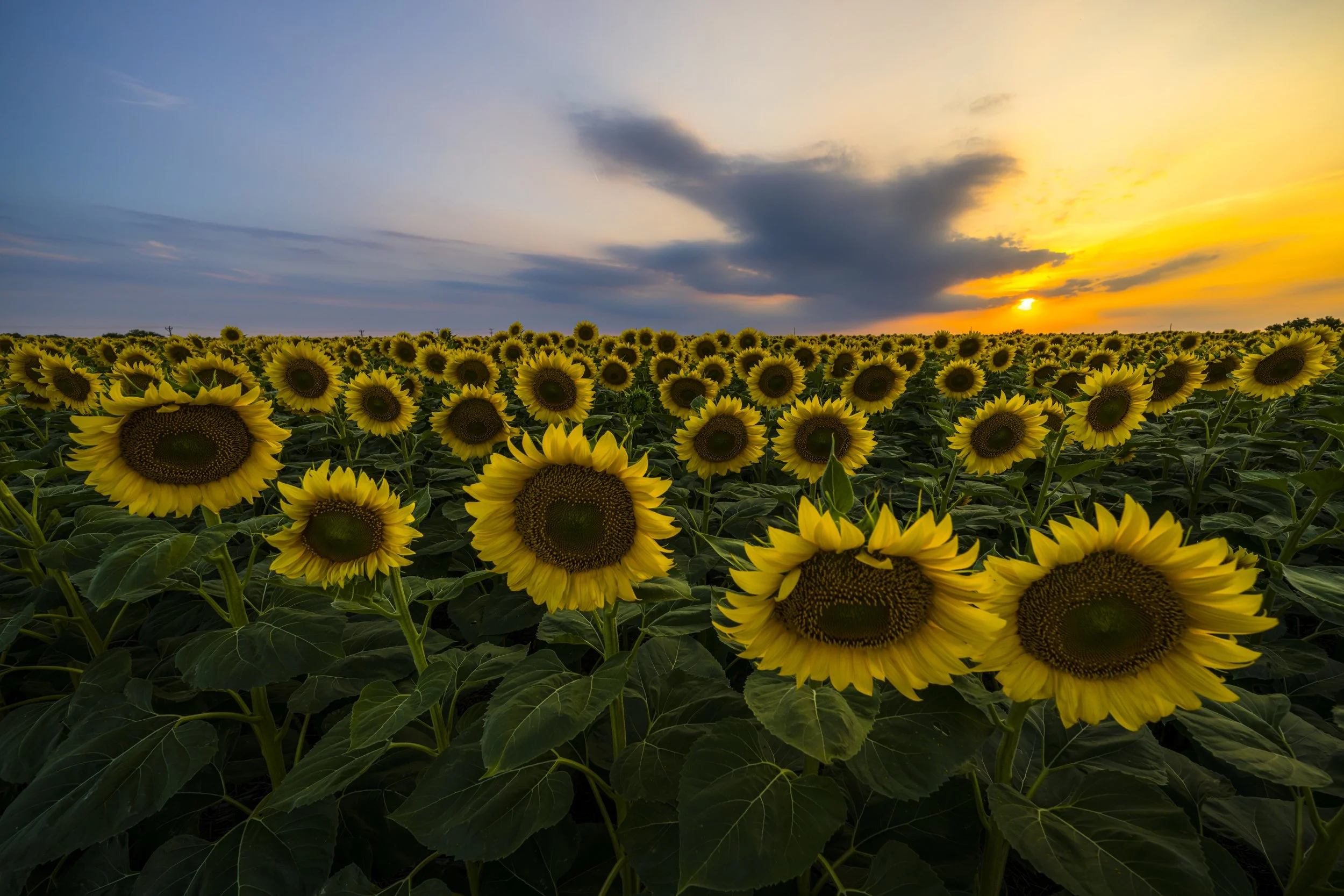 Anatomy of a Composition - Year Six