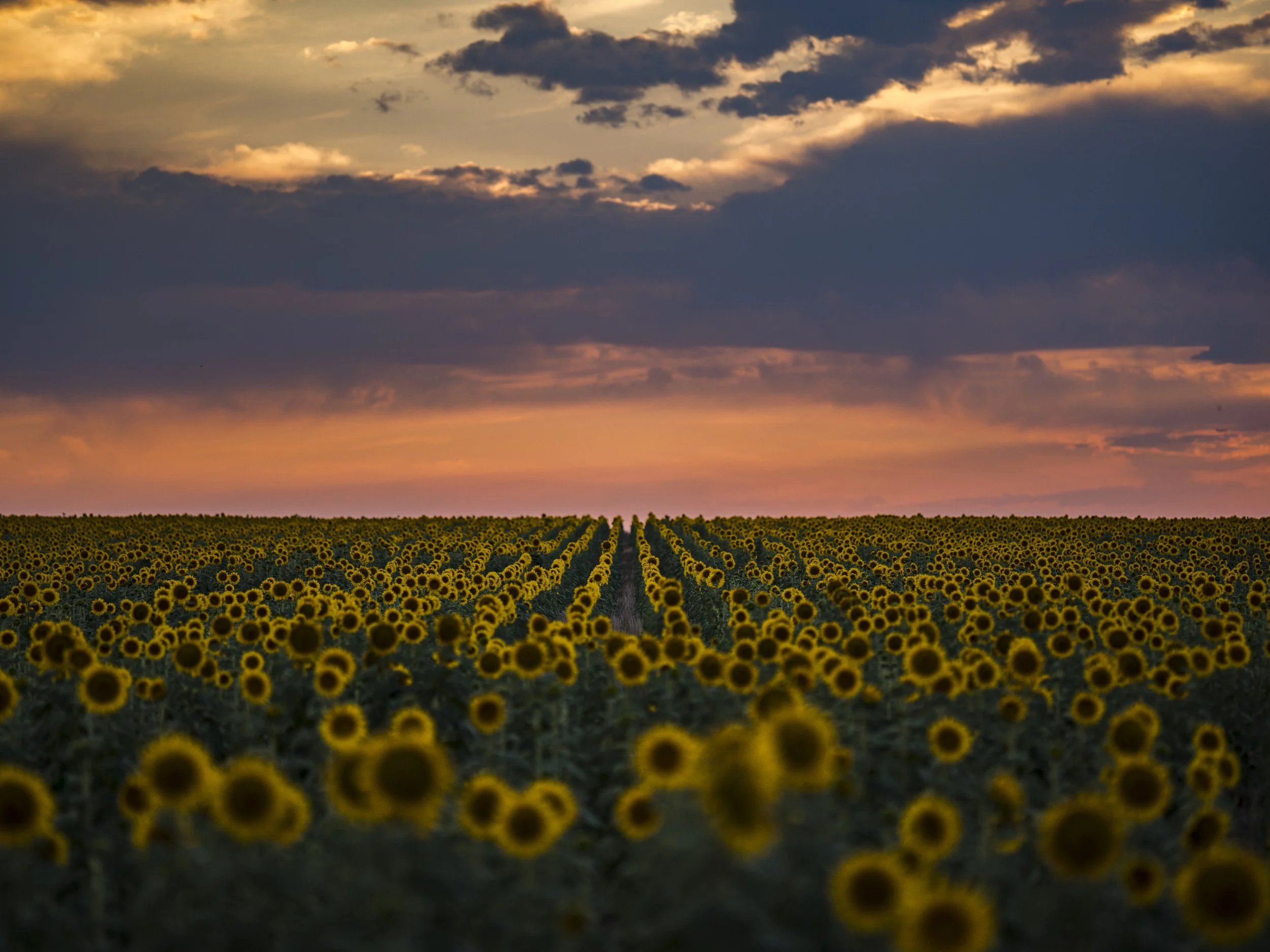 Anatomy of a Calendar - Sunflowers 2024
