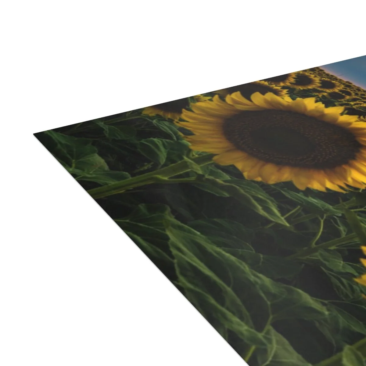 a79870b4ced403ed6191b48bc7ac98ff