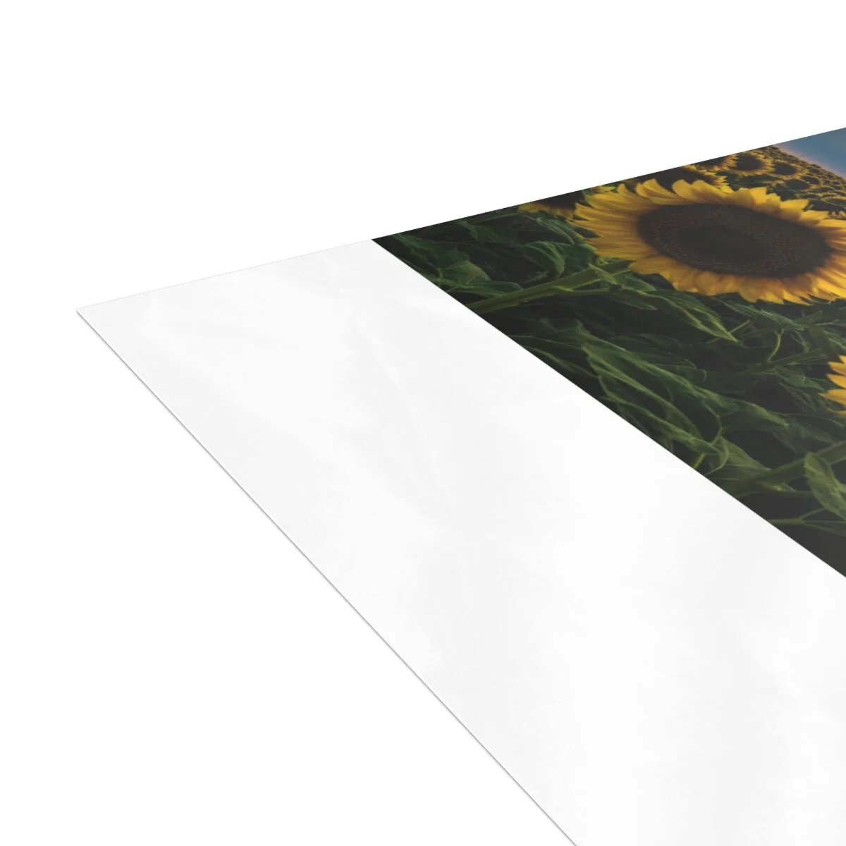 114a86a774e14b69161ff71adf67831f