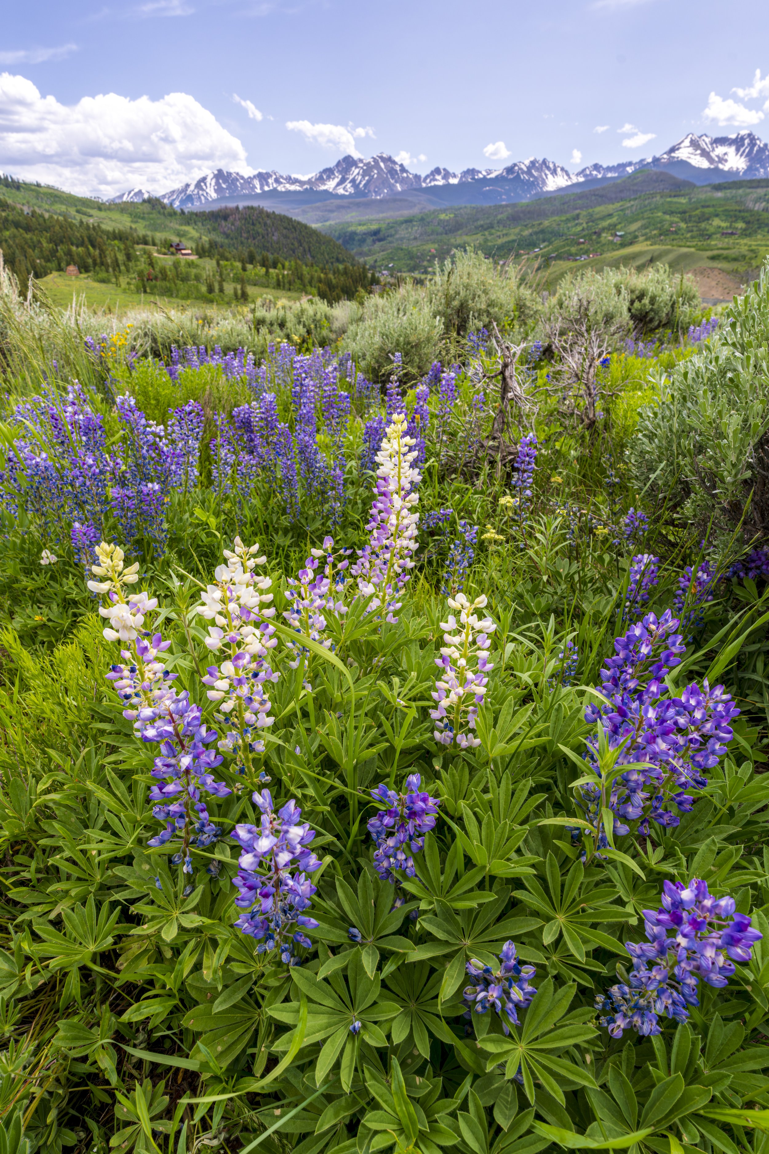Gore Range Lupine - June 2025
