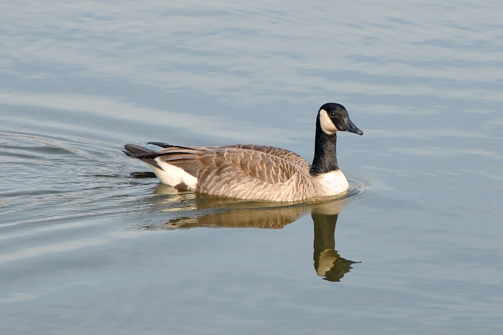 Canada_Goose_(Branta_Canadensis).jpg