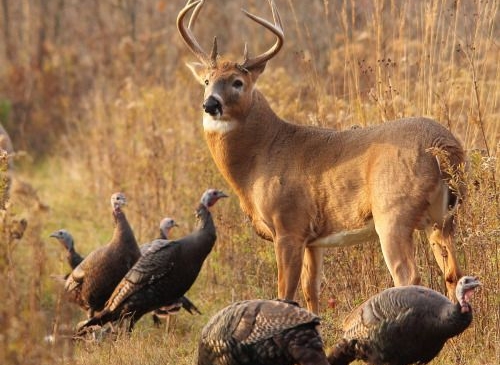 wild turkey and deer.jpg