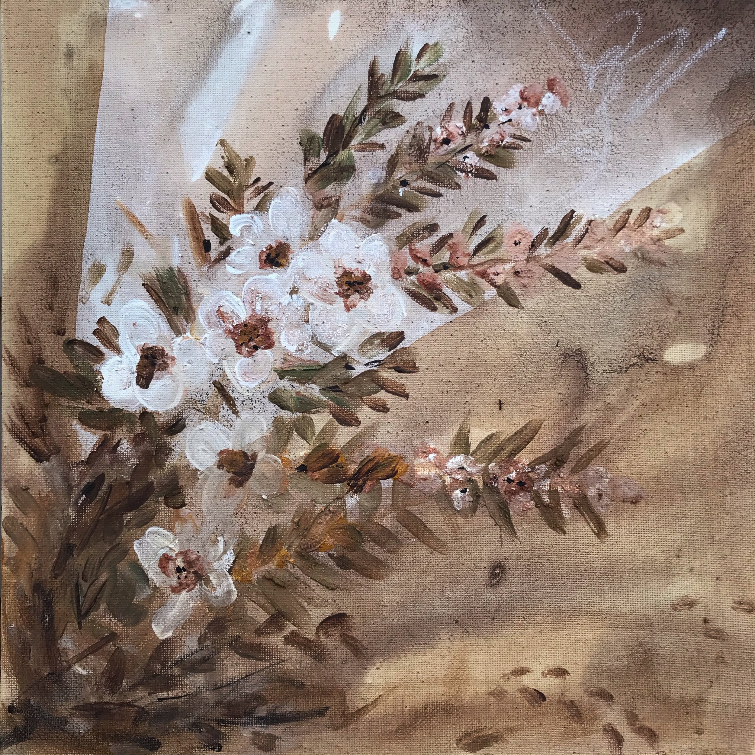 Leptospermum