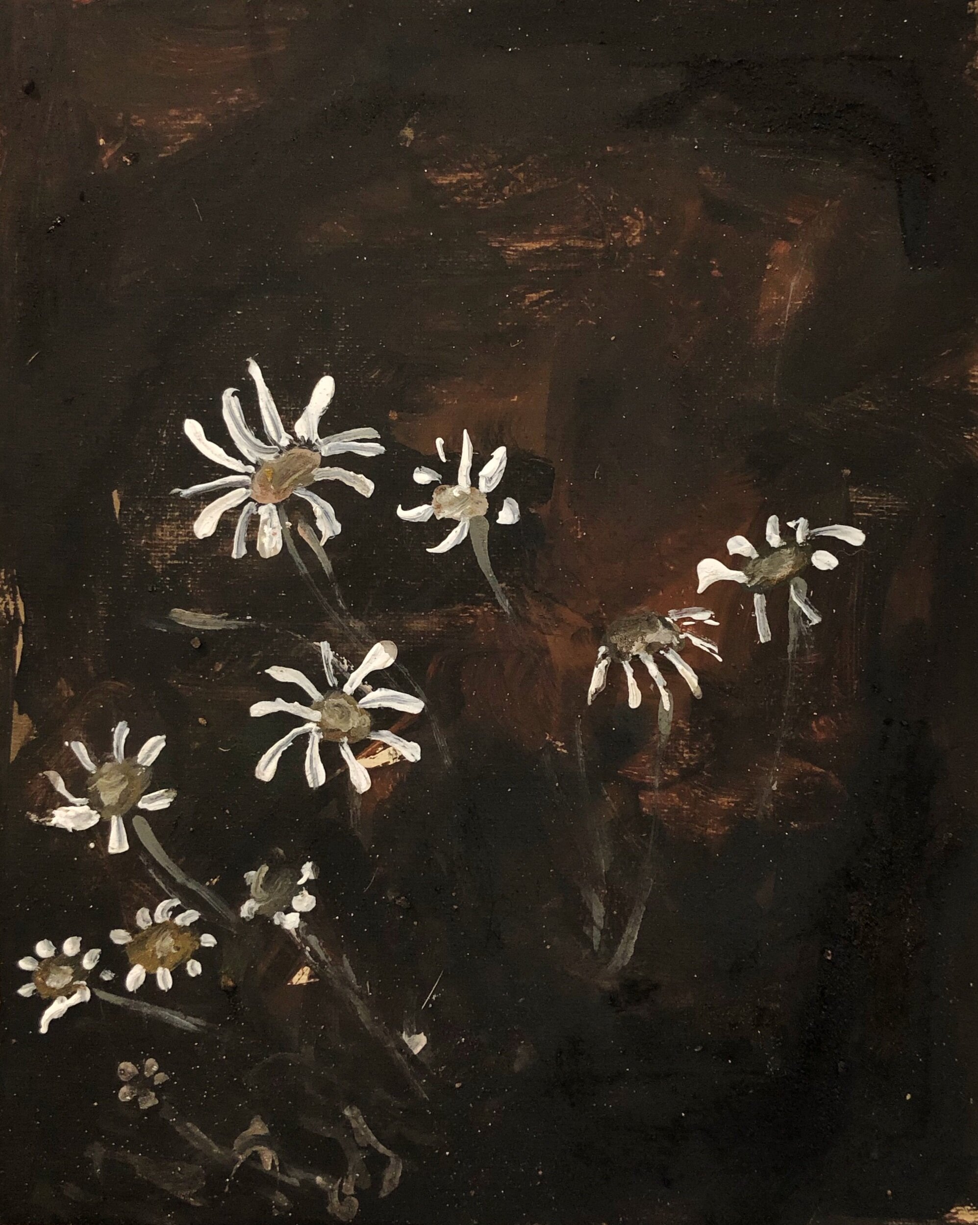 Flannel flowers