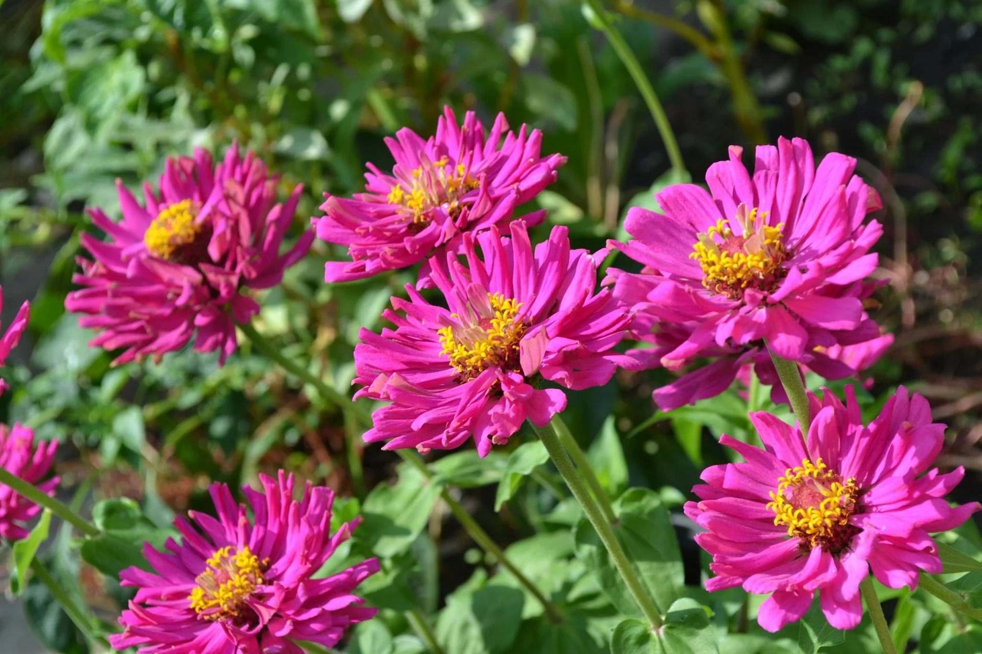 flower-110692_1920.jpg