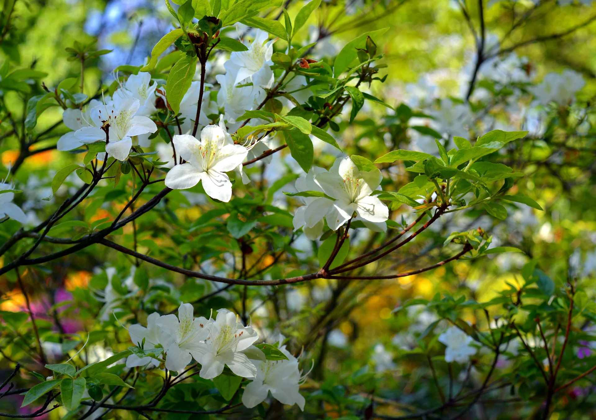 apple-tree-360083_1920.jpg