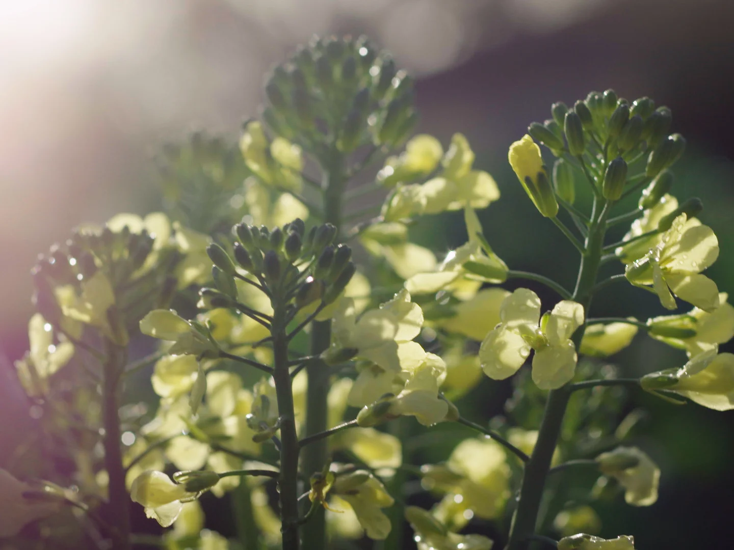 Broccolini-TIC_resized.jpg