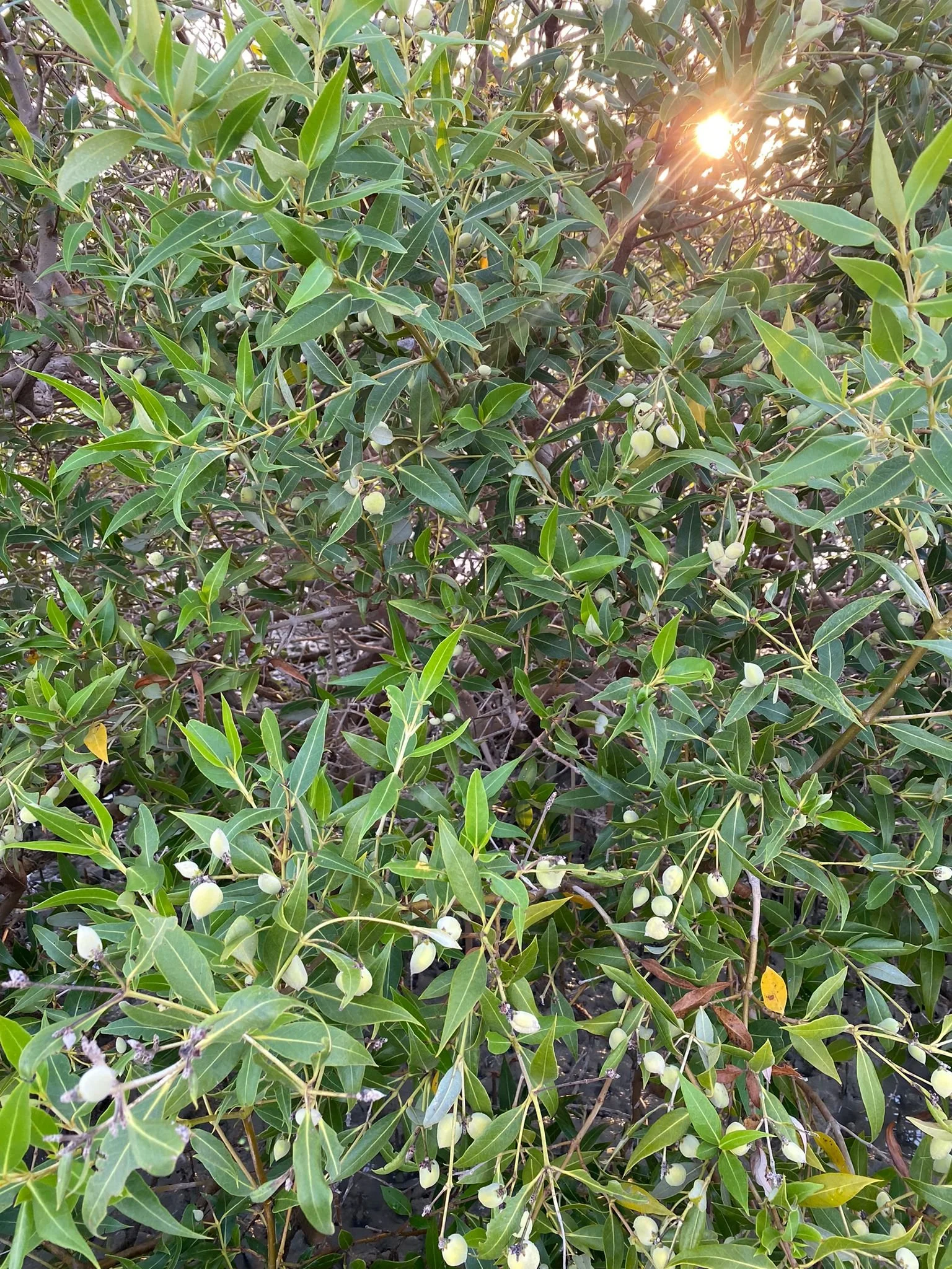 WhatsApp Image 2022-08-04 at 10.02.40 AM (1).jpeg