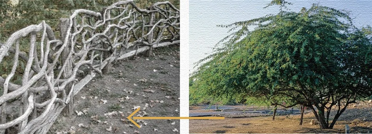 Website Photos.jpg