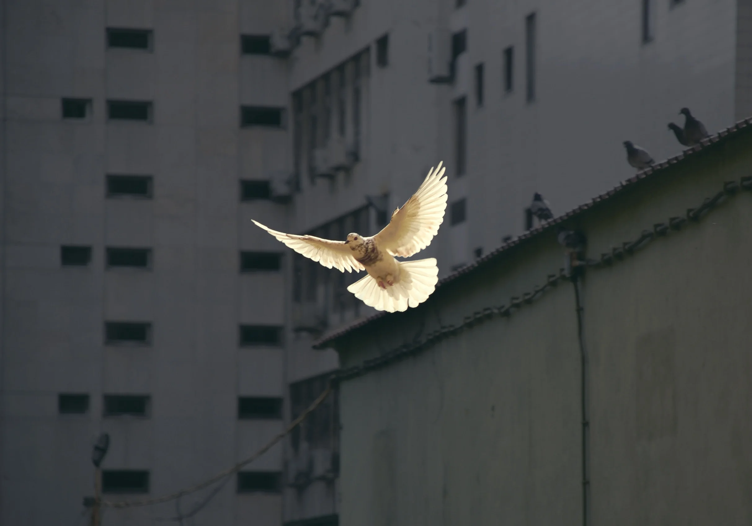 The Doves in Africa