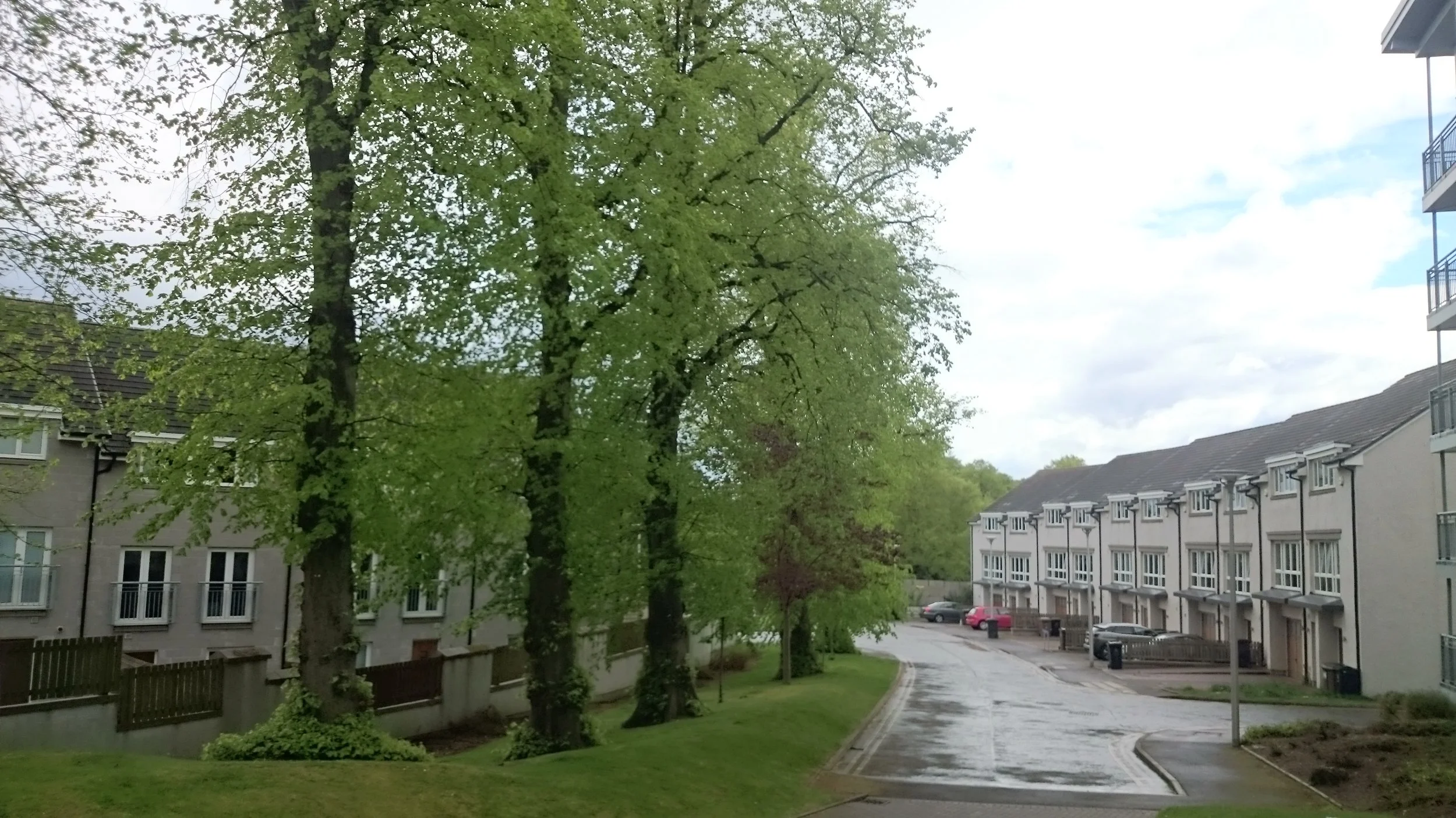 trees and house pic.jpg