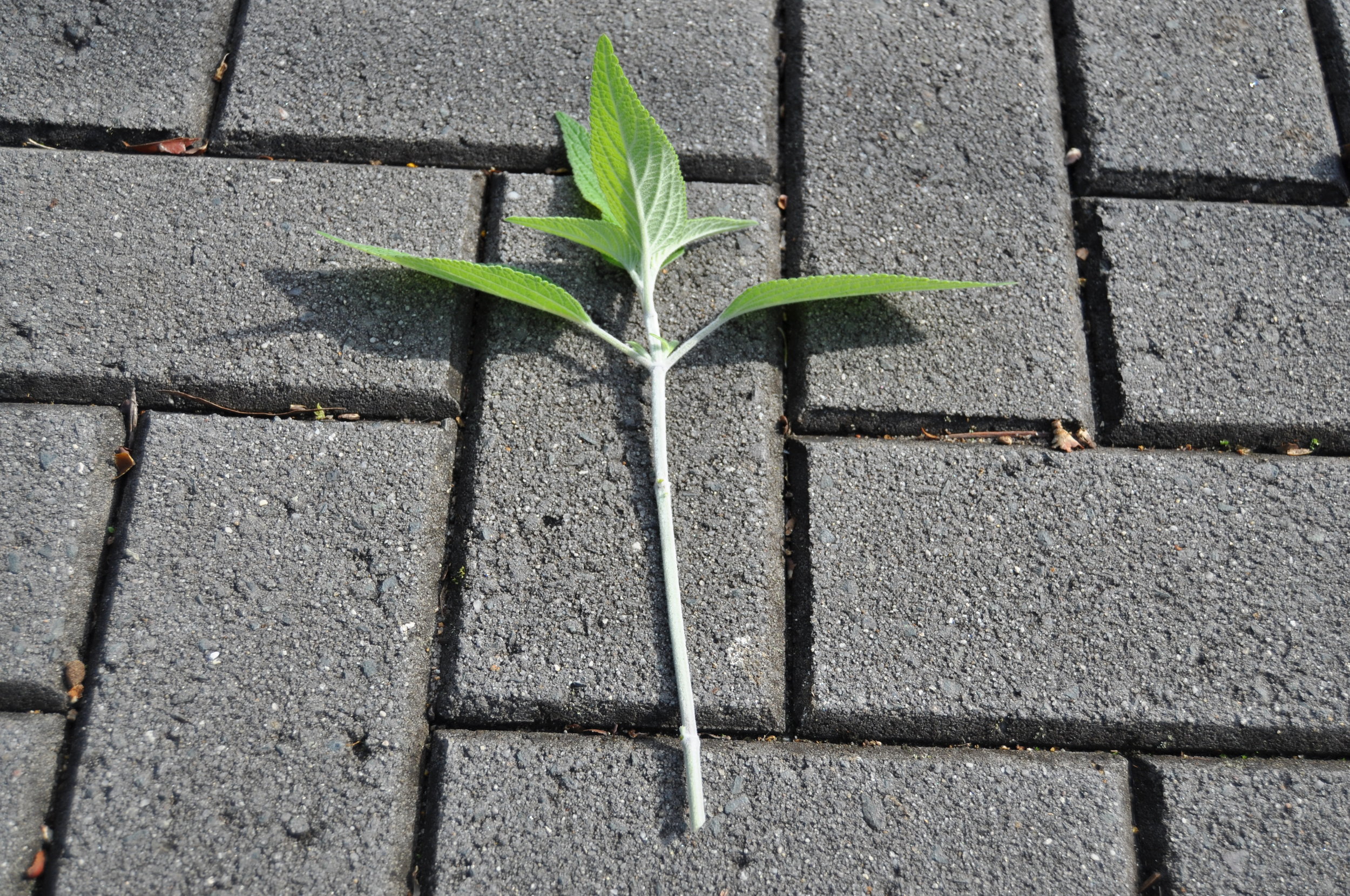 Prepared softwood tip cutting