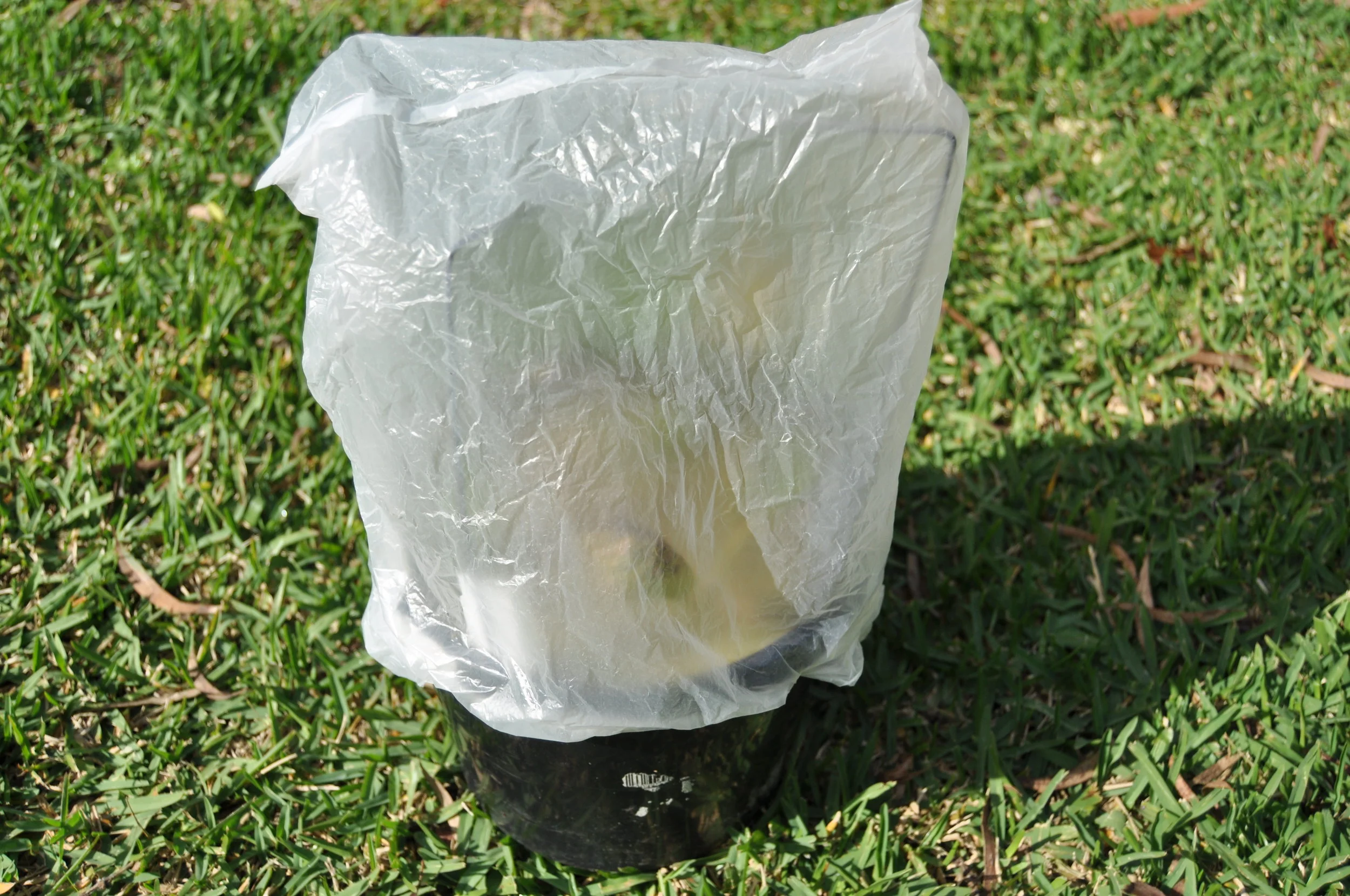 Plastic bag incubator