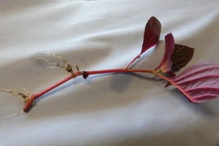 Cutting showing roots at nodes