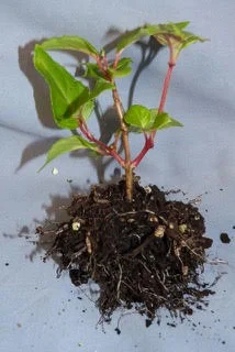 Plant ready to pot up