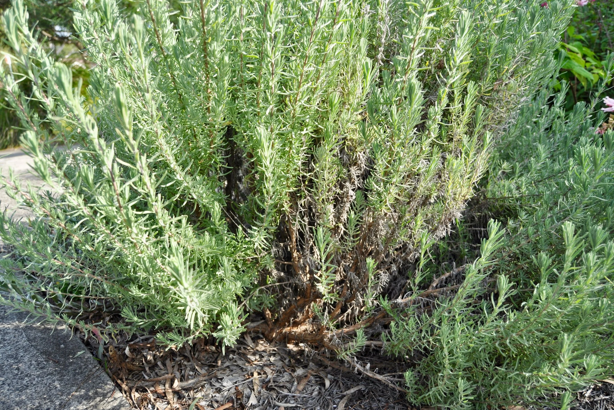 Woody plant