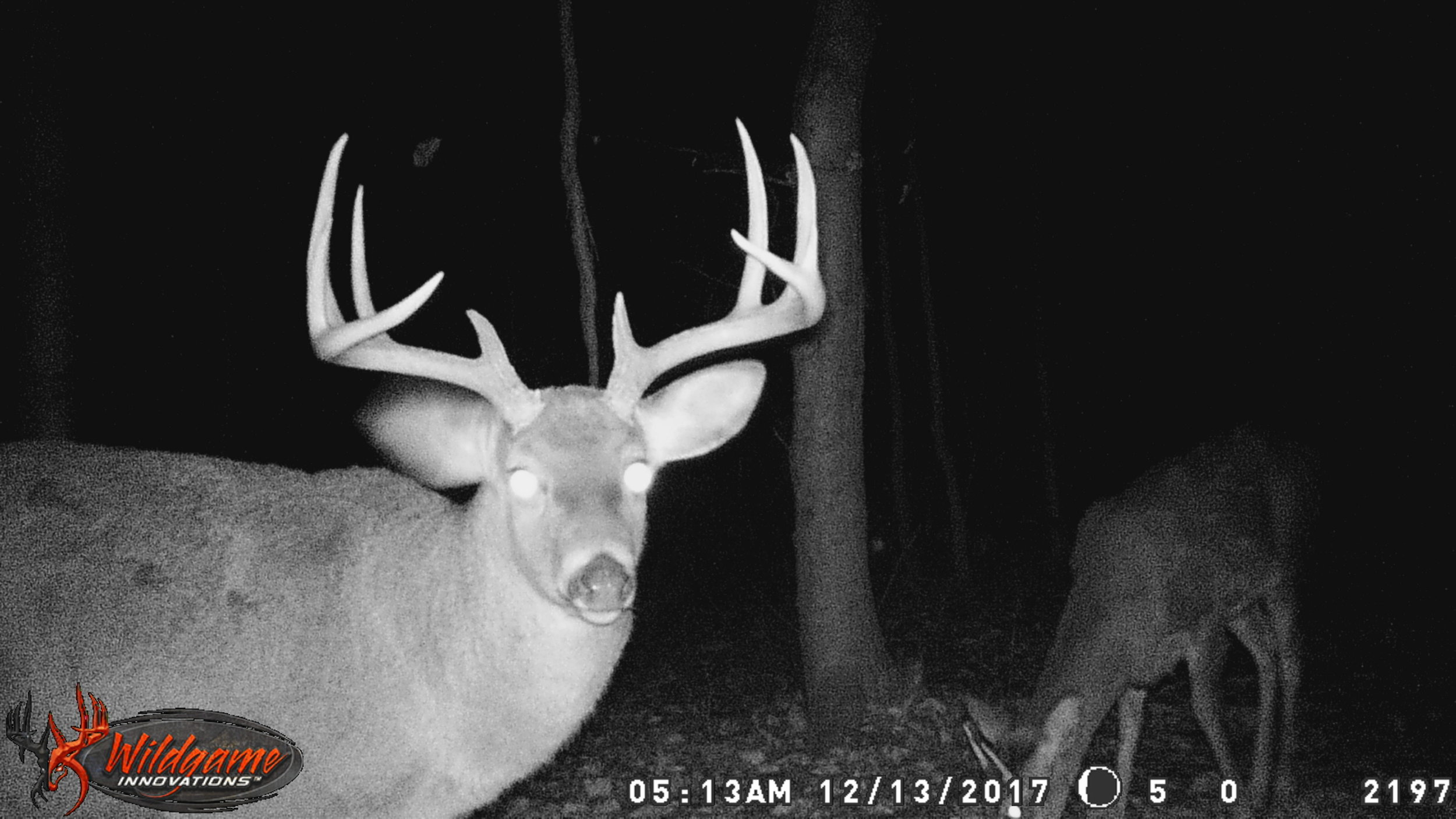 PAPPYDON STAND 2017 522.JPG