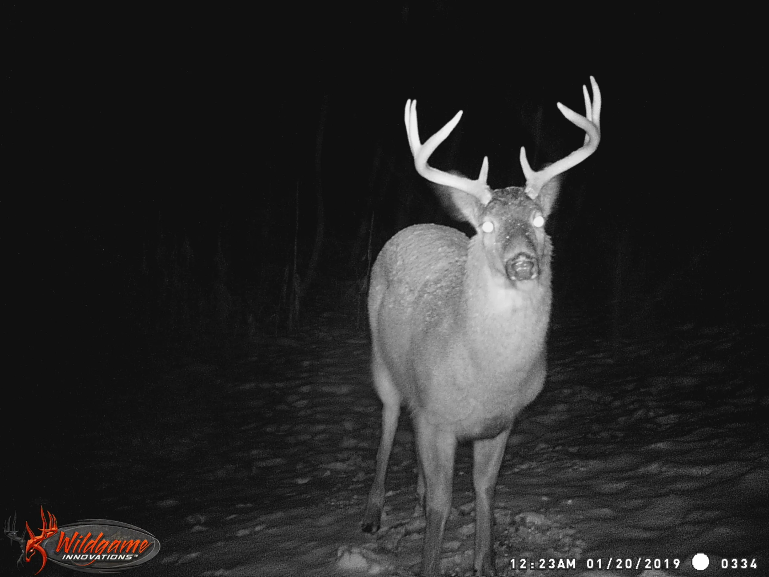 CADDY SHACK STAND 2018-19 865.JPG