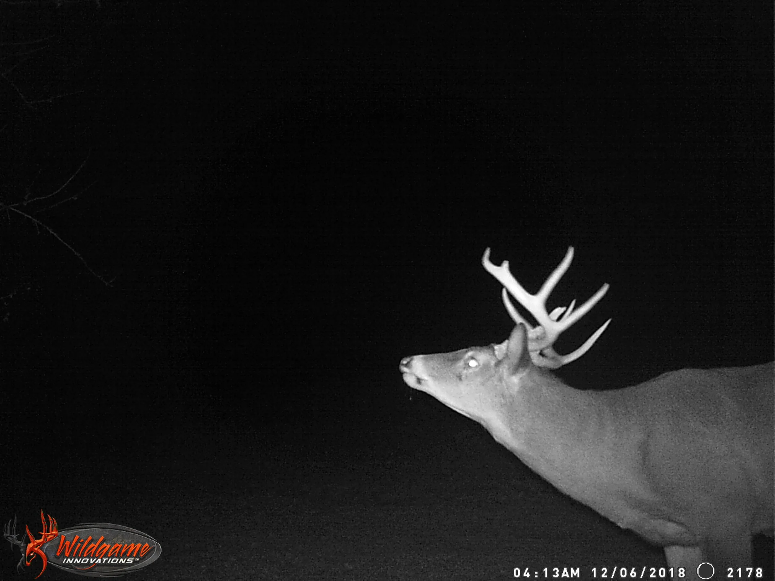 PINE PERCH STAND 2018-19 063.JPG