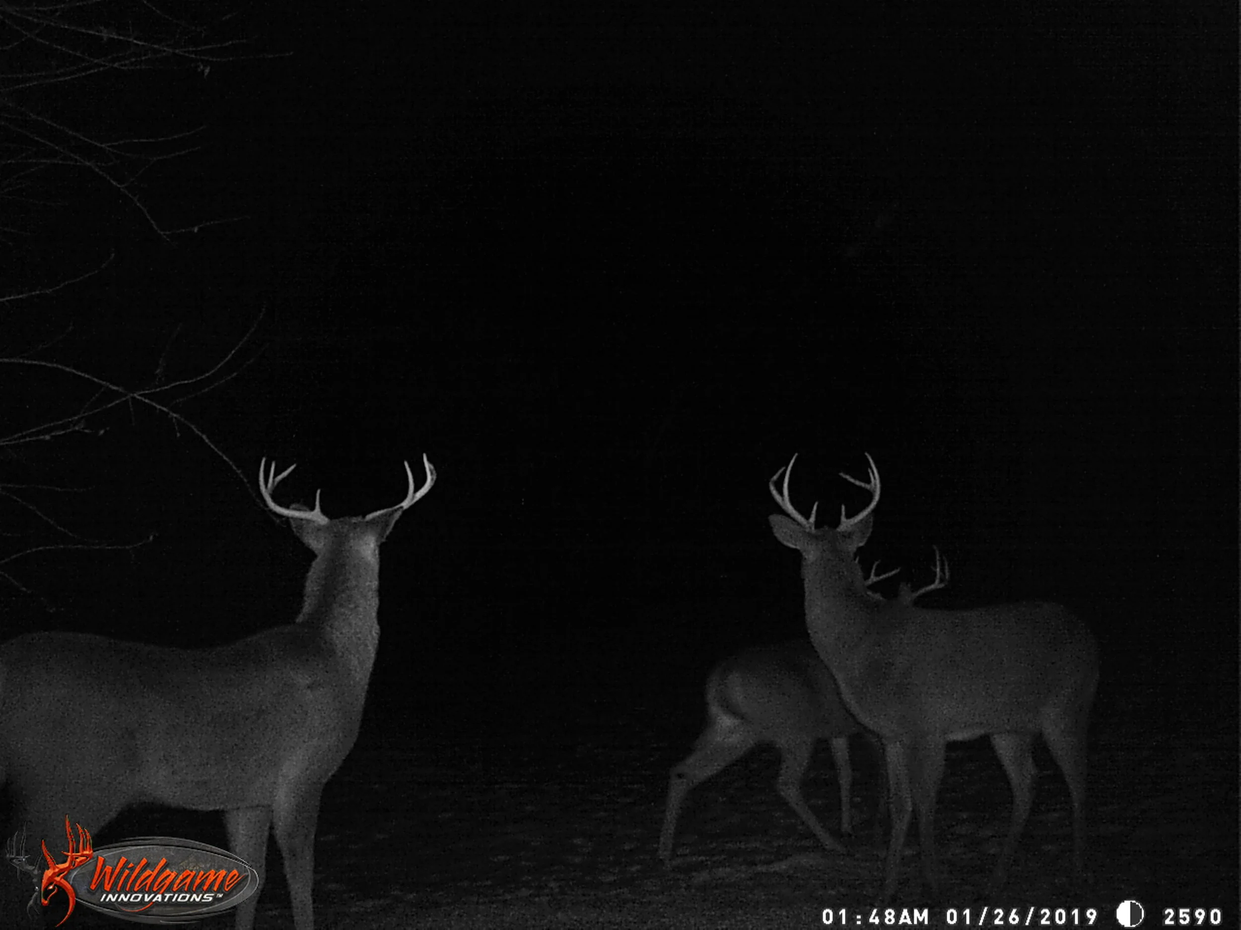 PINE PERCH STAND 2018-19 081.JPG