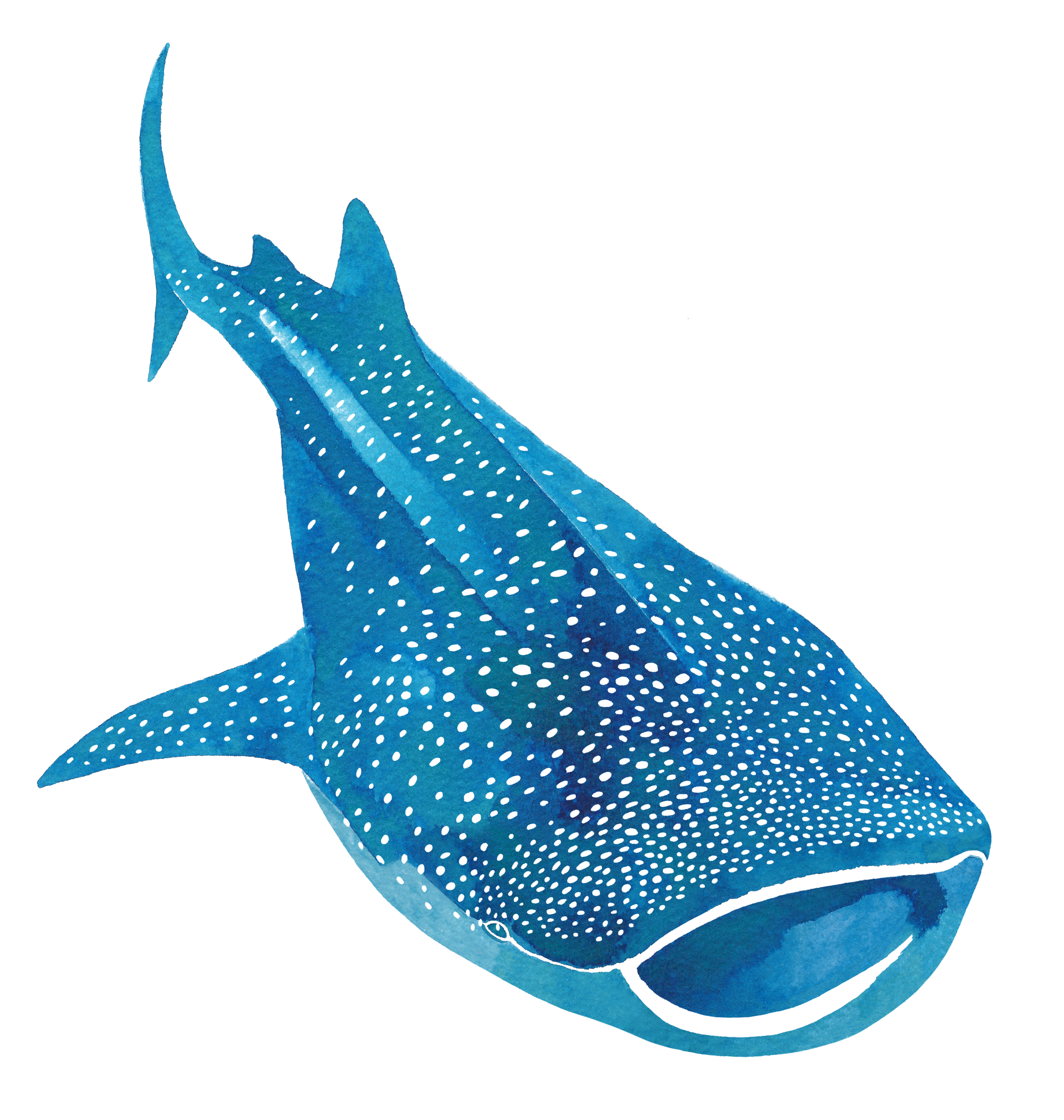 whaleshark.png