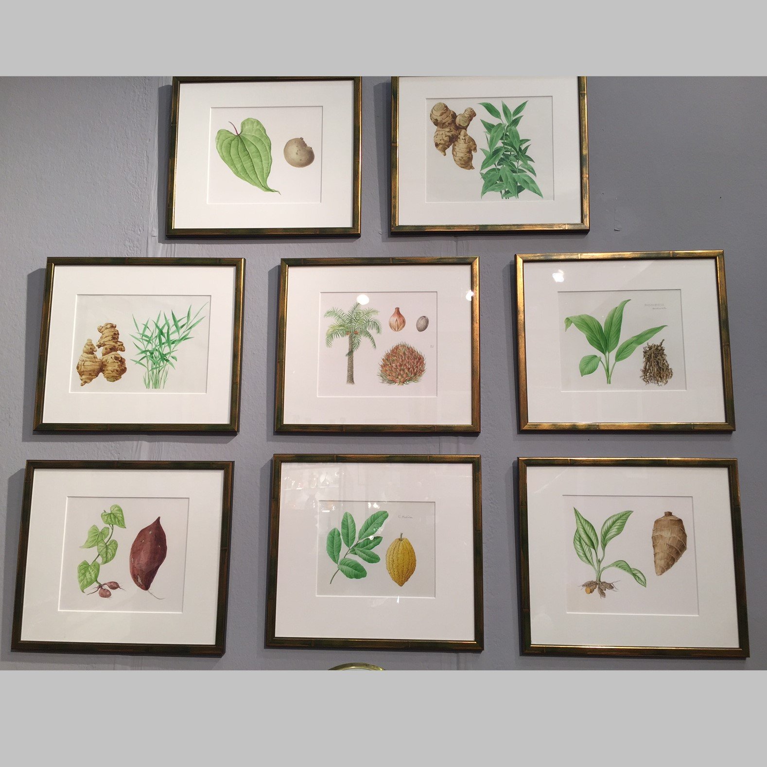 Eight  botanical watercolours .  