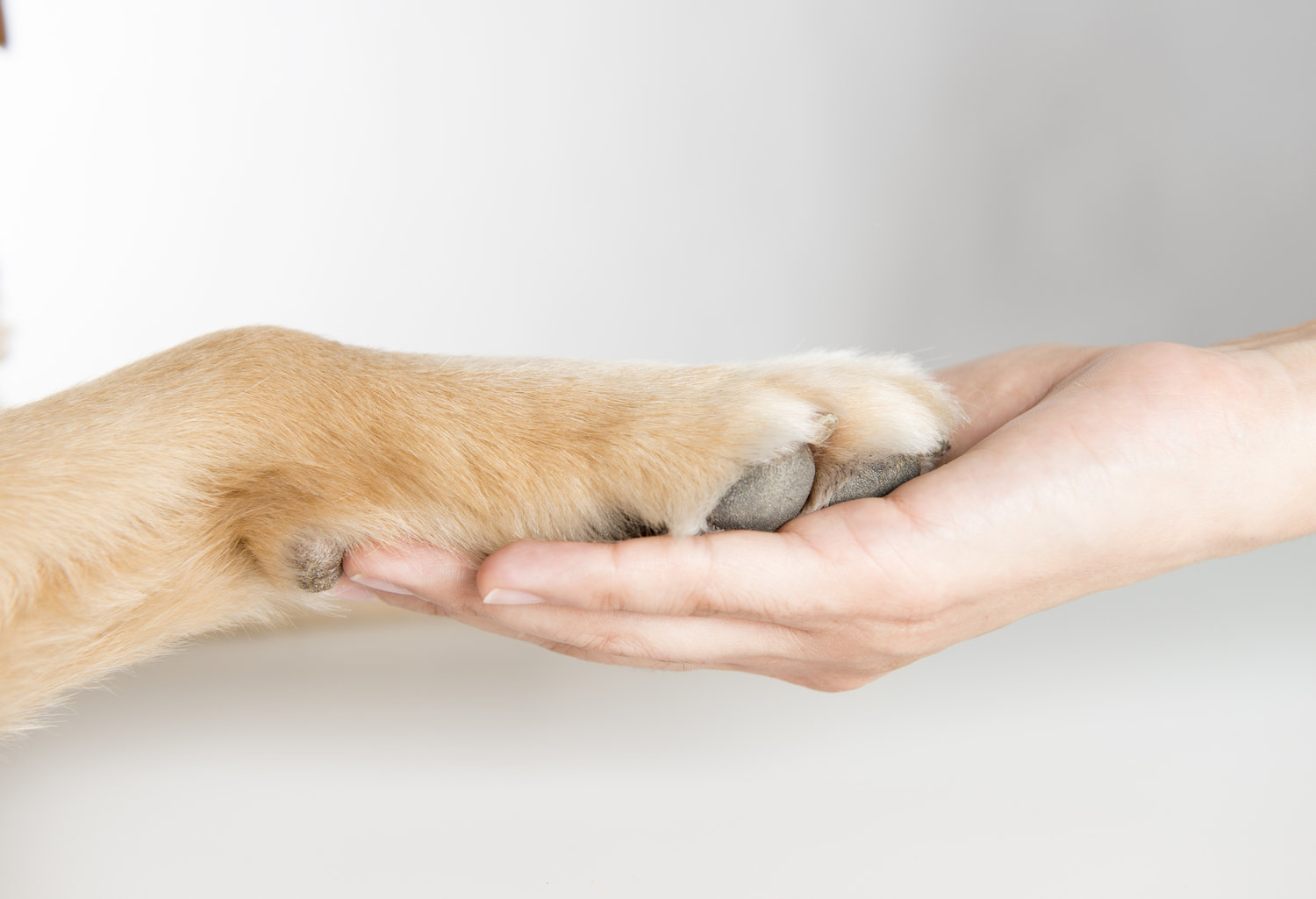 Animal-Assisted Therapy — Pica & Associates Psychological Services Animal-Assisted Therapy — Pica & Associates Psychological Services