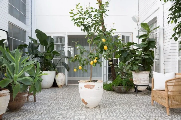 Lemon, Fig Tree (pending on season) 