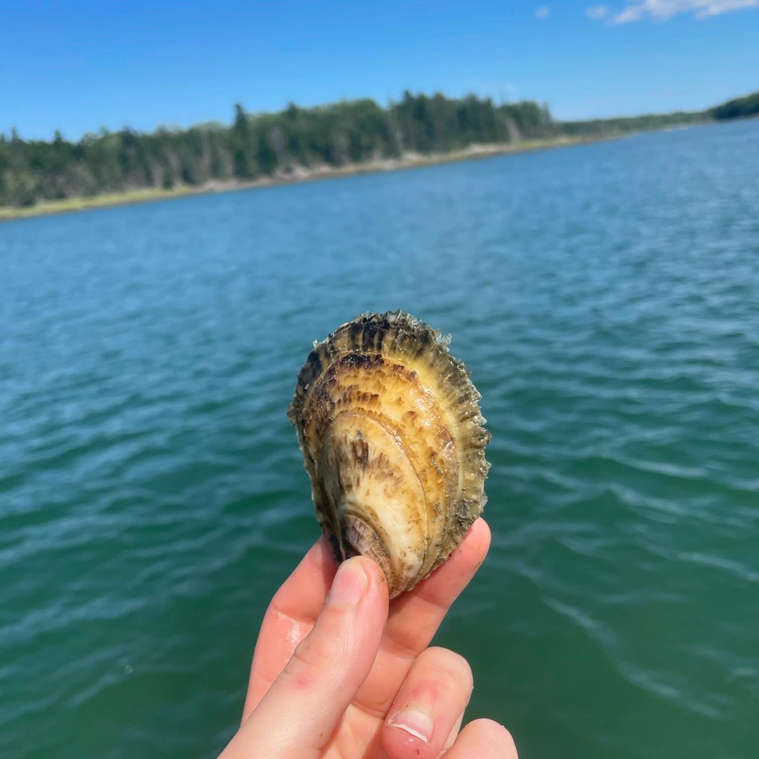 Attention Oyster Lovers‼️
🦪 Due to upcoming changes in state regulations, we unfortunately won&rsquo;t be able to offer our delicious oysters through our workshop from June 1st - October 15th. 
🦪 But don&rsquo;t worry, Maine harvesters are resilien