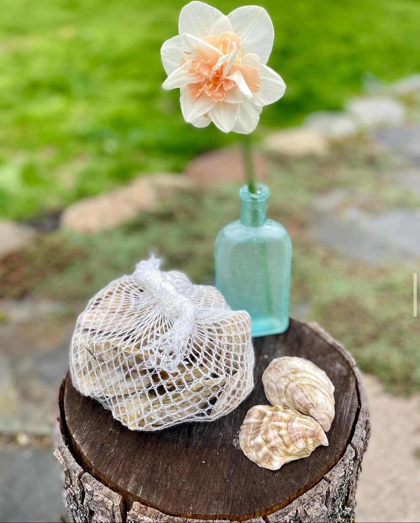 Flowers are so last year! This Mother&rsquo;s Day, treat Mom to a bunch of freshly harvested oysters! Bags of 50 for $75. Complete the package with our signature mignonette and all the shucking tools she needs for a memorable celebration! Local picku