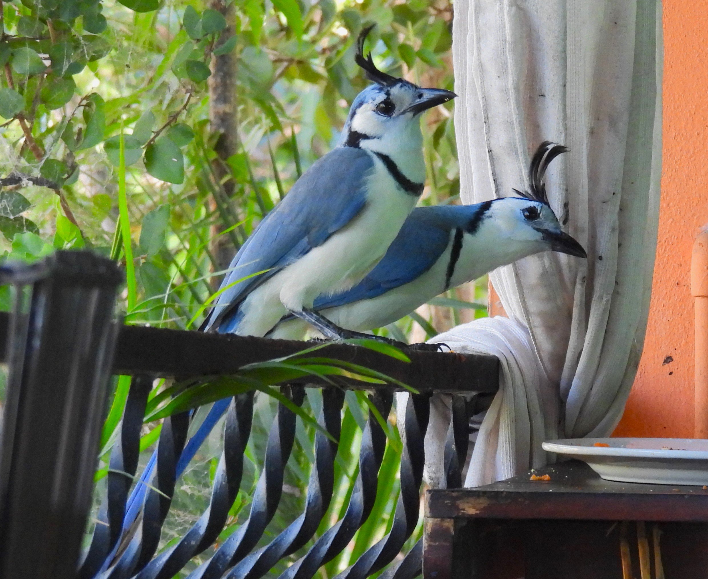 White-throated Magpie Jays @dine at Conchal Hotel DSCN2448.JPG