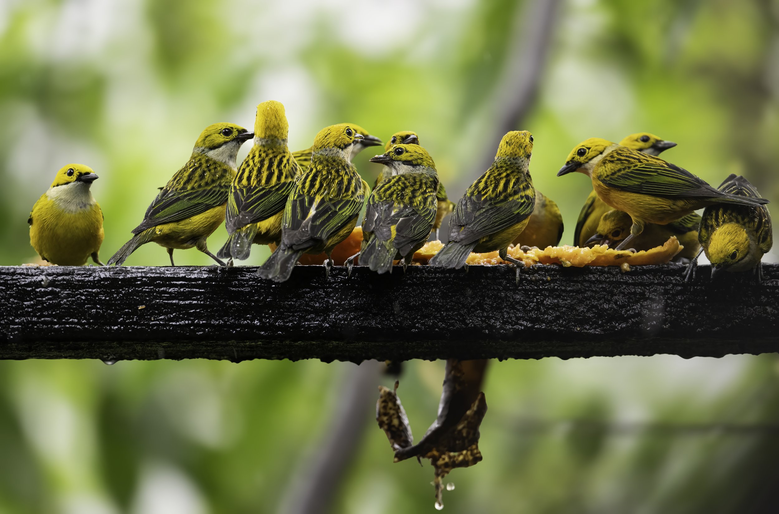 📸 Chuck Carlson Coffee & Birds III