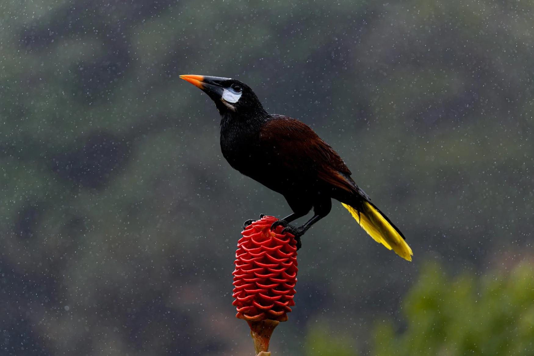 📷 Matt Tarr Coffee &amp; Birds V Jan 2026