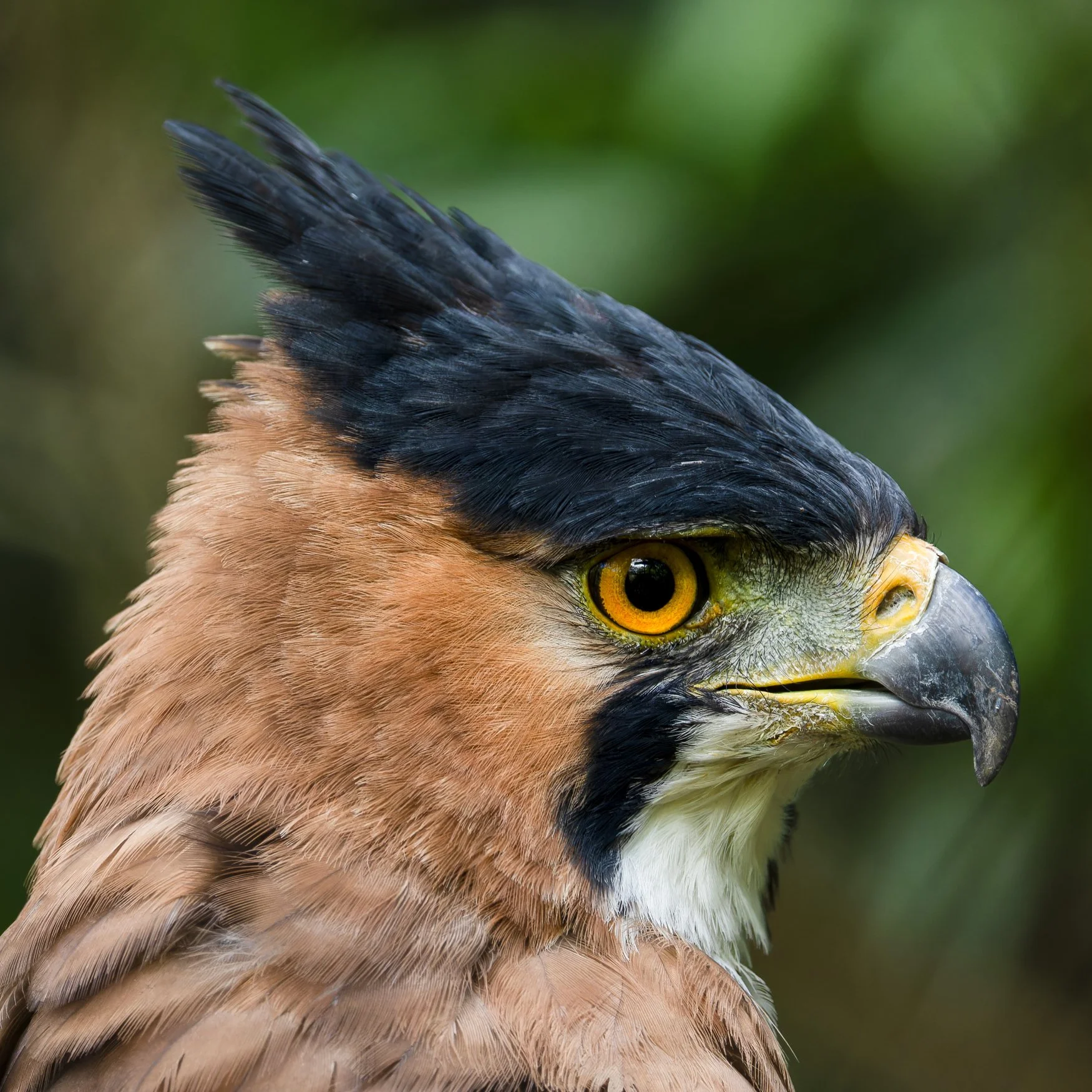 📷 Matt Tarr Coffee &amp; Birds V Jan 2026