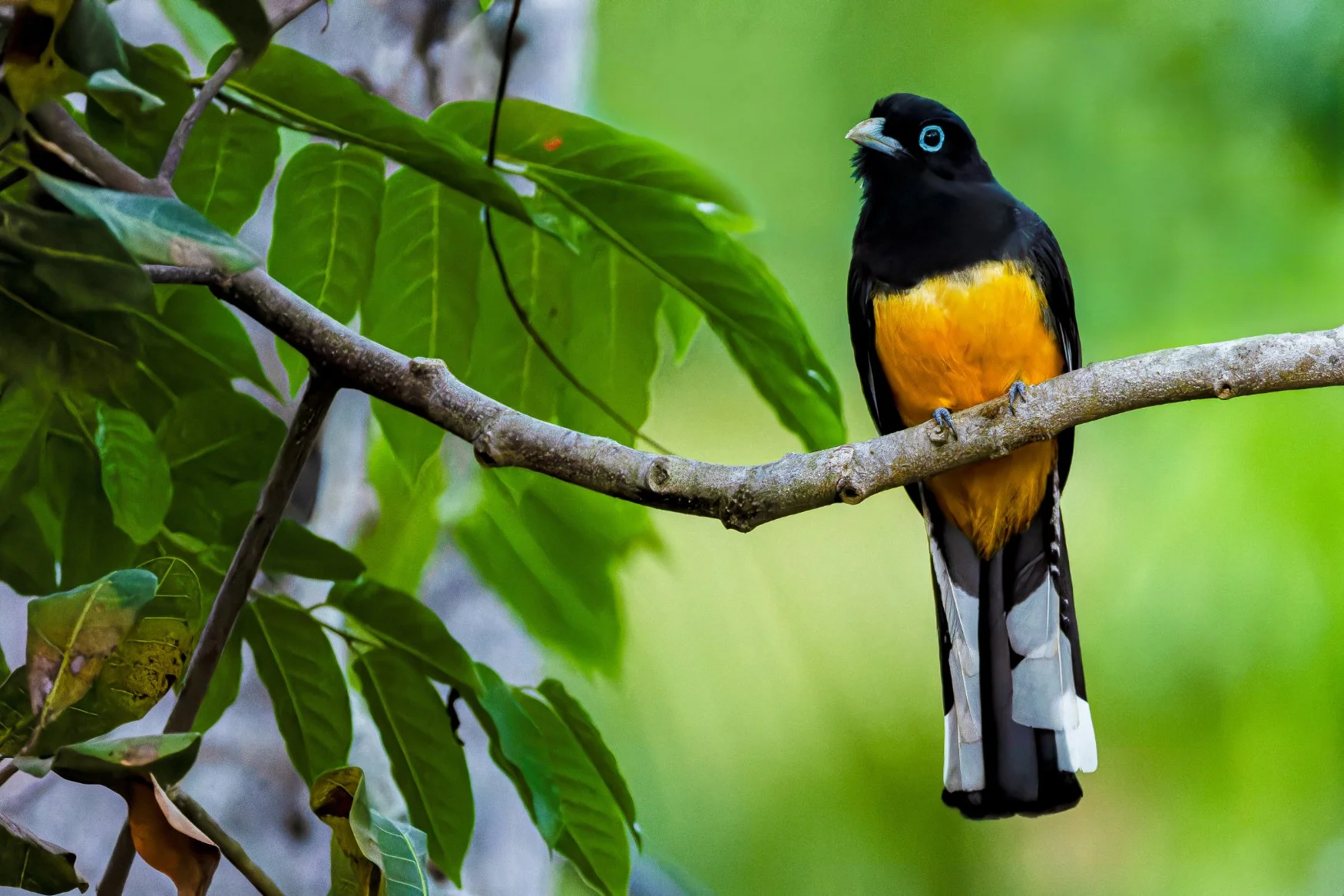 📷 Matt Tarr Coffee &amp; Birds V Jan 2026