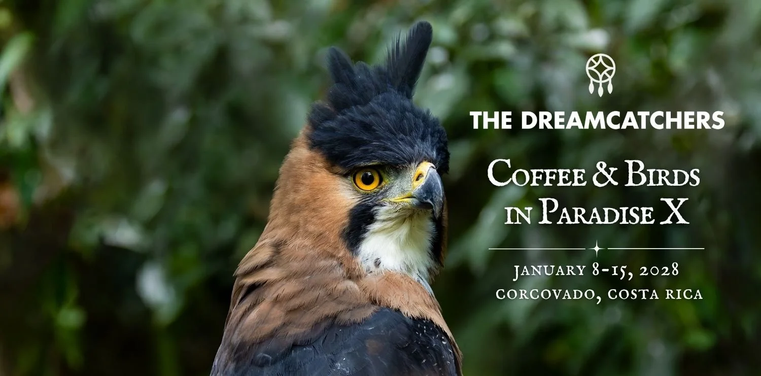 Coffee & Birds in Paradise X The Dreamcatchers