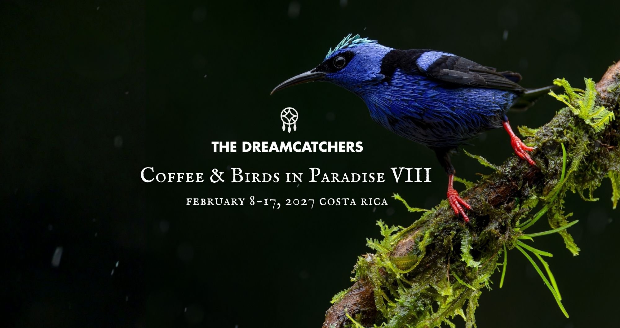 Coffee & Birds in Paradise VIII