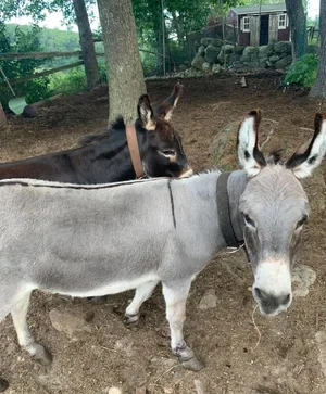 Donkeys.jpg.webp