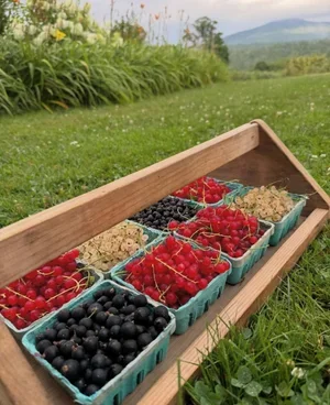 Currants.jpg.webp