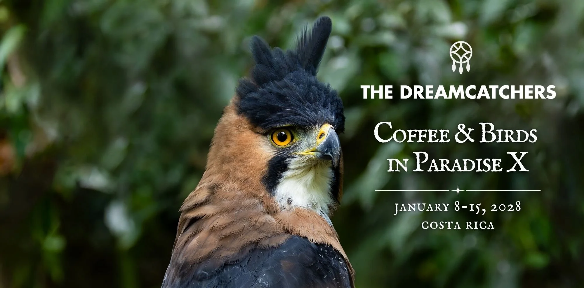 Coffee & Birds in Paradise The Dreamcatchers