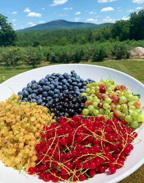 Trailside Treats: Monadnock Berries July 31. 2026