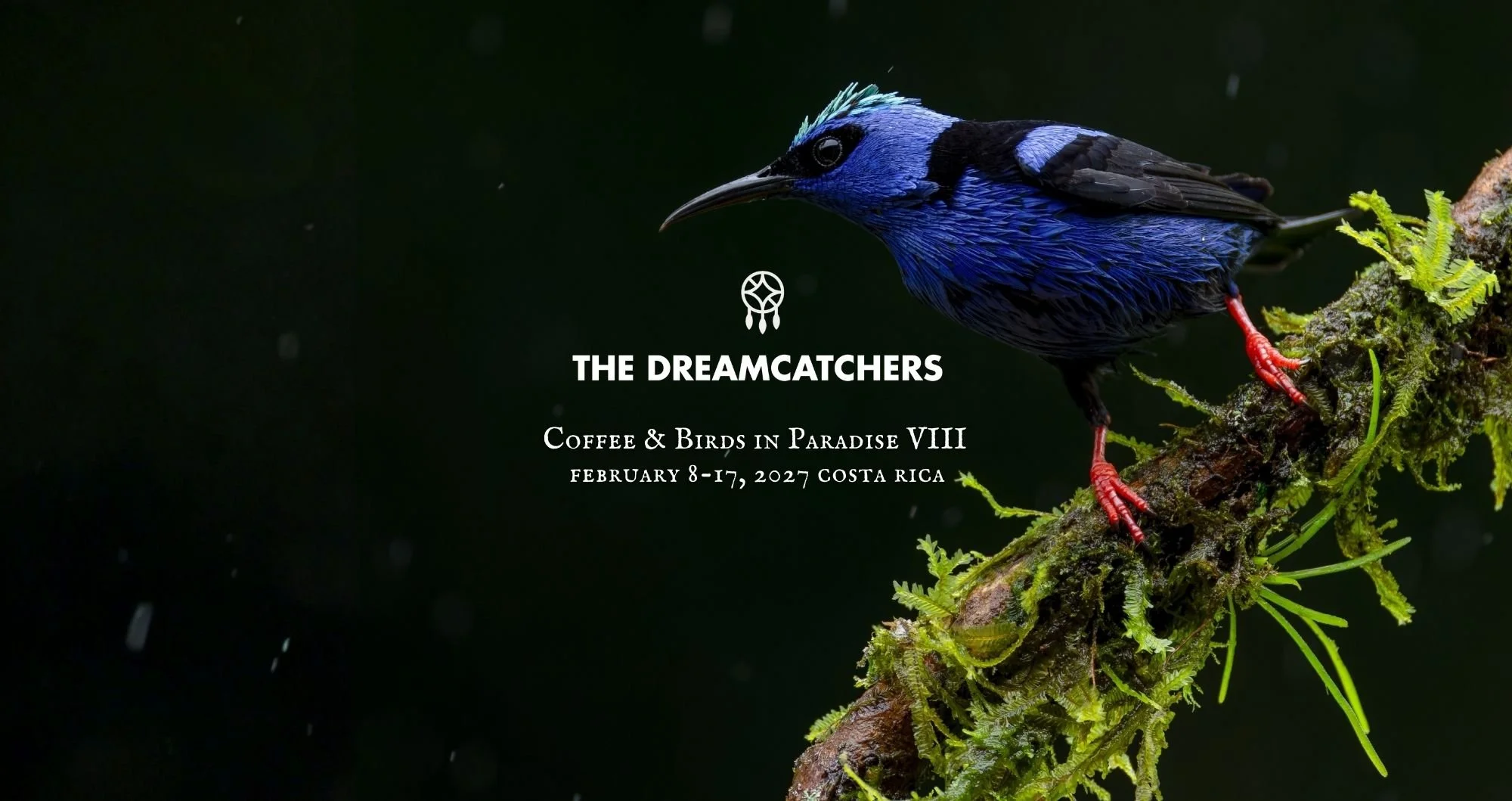 Coffee & Birds in Paradise VIII