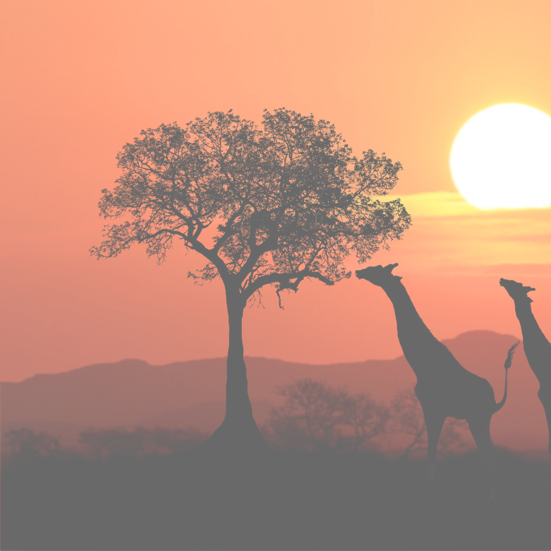 Belinda SA posts for SOCIAL.png