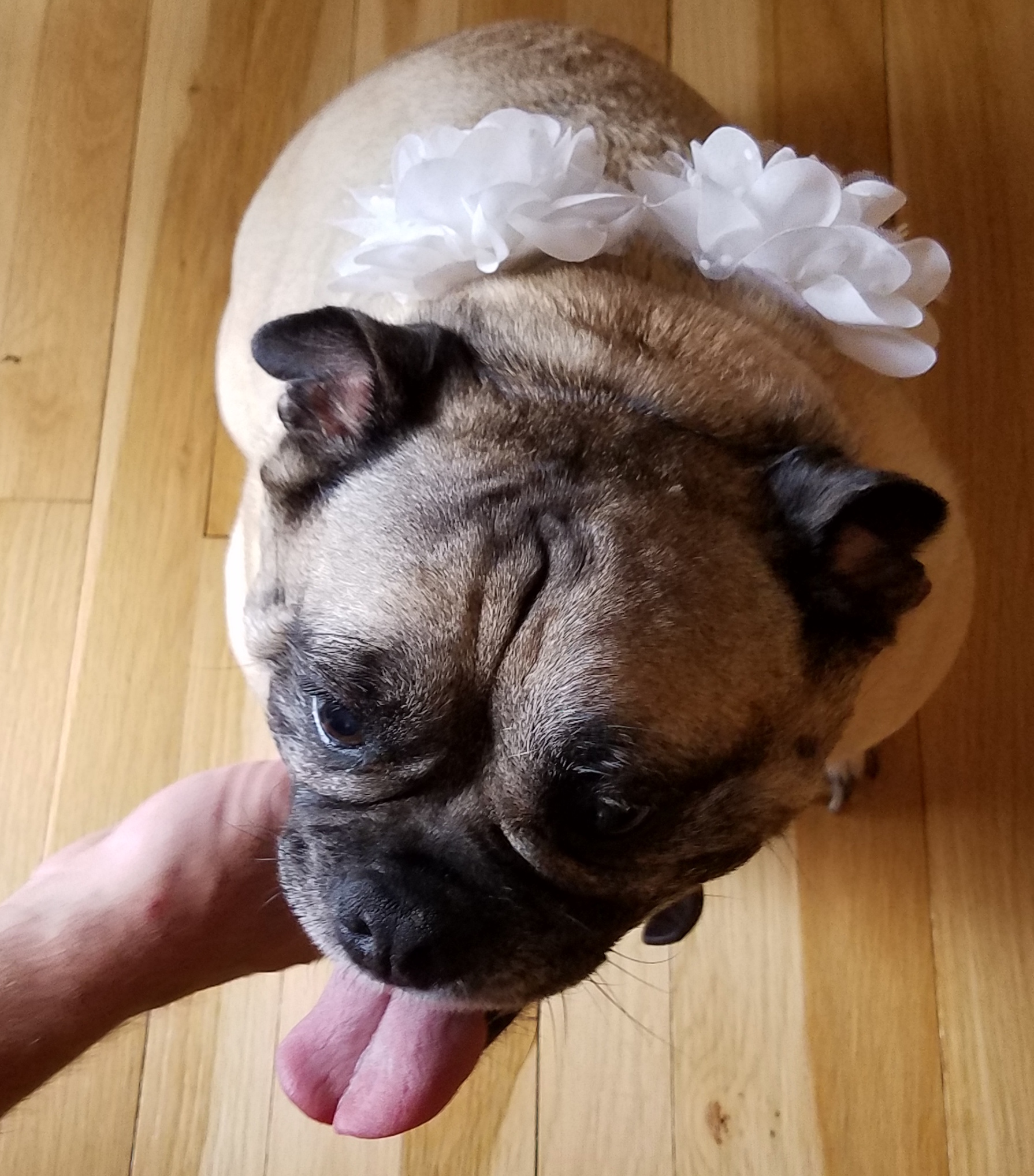 Maid of Honor Millie