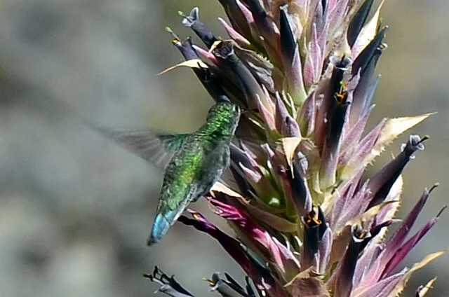 Endemic hummingbird having early breakfast, Tambopata NP, Peru