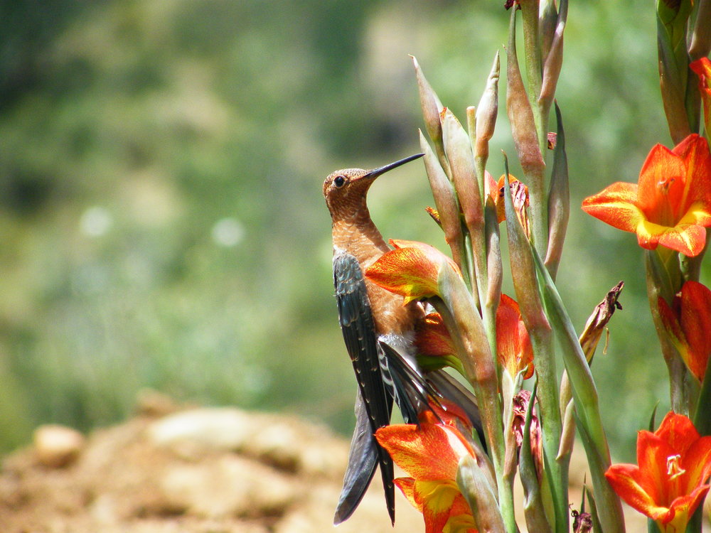 Colibri Gigante Cordillera Blanca, Huaraz Peru