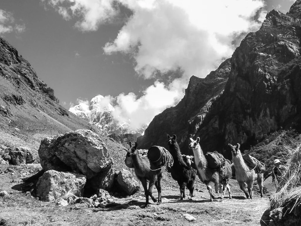 Llamas having a morning race to the next campsite, Huayhuash, Peru
