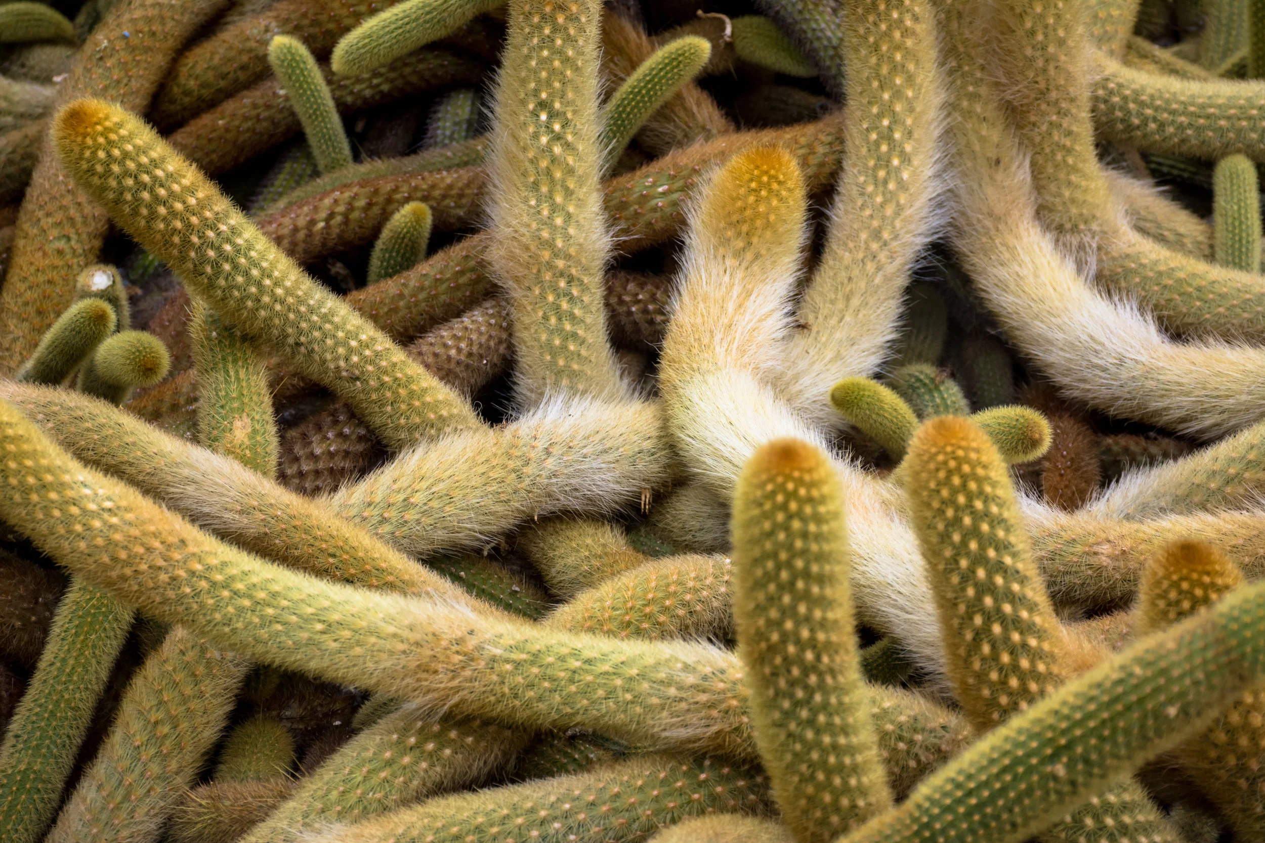 Cacti @ Atacama dessert - Chile